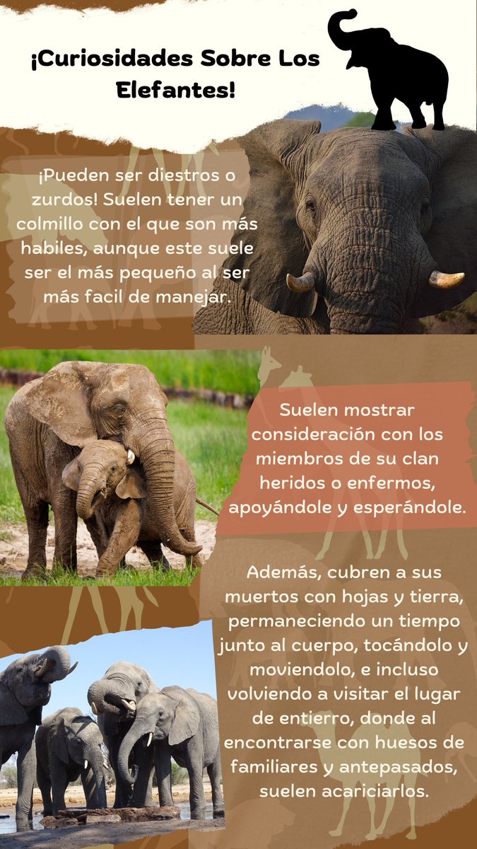 UnaSammypedia's tweet photo. 🌍🐘 https://t.co/sDZEJQ8Yi4