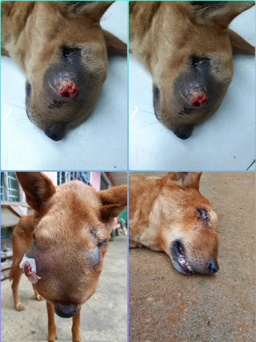 BawbawAnimal's tweet photo. #Rescued by #BawBaw ♥️

#animallover
#AnimalRights
#SaveLife

@BawbawAnimal https://t.co/XidUnbS0KC