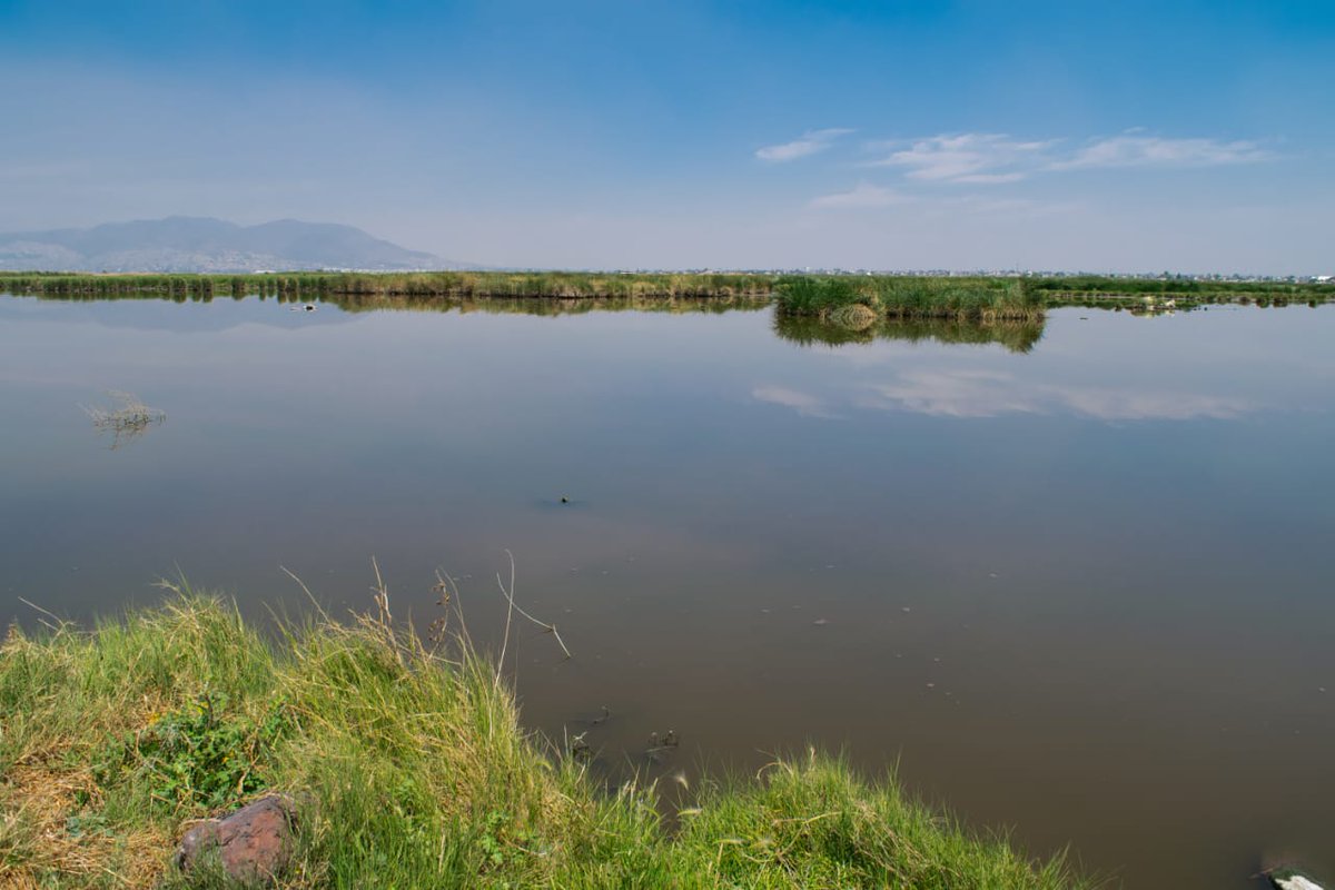 CONANP_mx's tweet photo. Consulta el proyecto de #ProgramaDeManejo del Área de Protección de Recursos Naturales #LagoDeTexcoco. 🍃

Este documento nos permitirá conocer las actividades permitidas y no permitidas en el #ÁreaNaturalProtegida 👇

https://t.co/favMHvqVRH #ConservarParaVivir 🌿🌊🌳🐟🦆🐦🦎🌼 https://t.co/4A9rPJpsk0