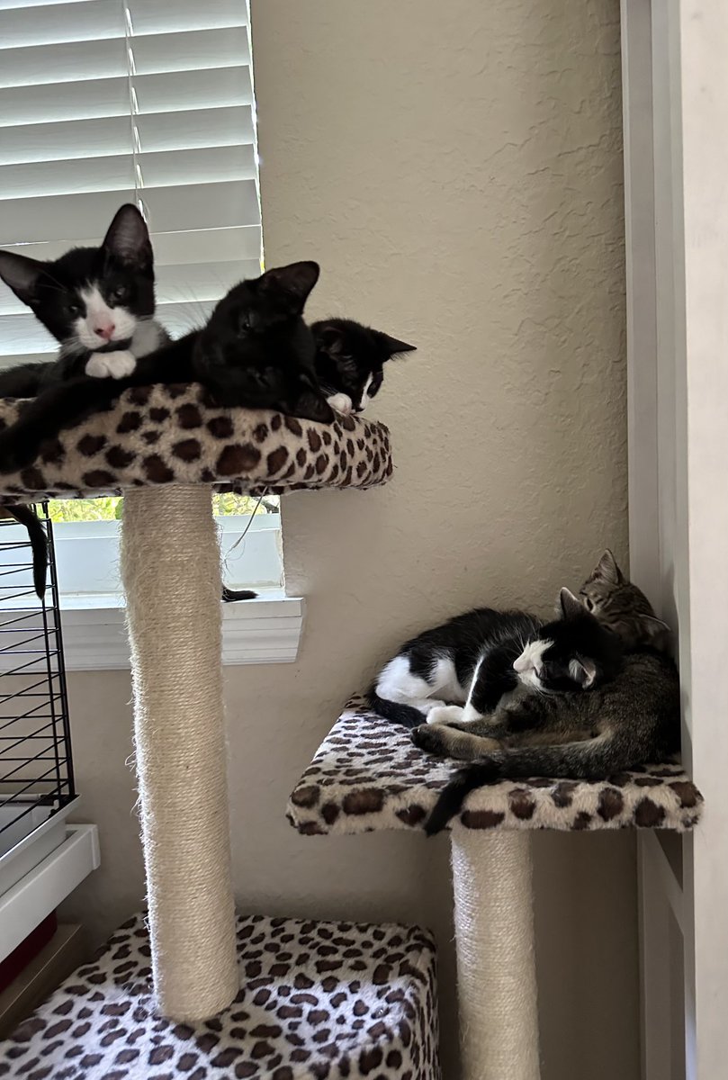 BonneHellcat66's tweet photo. I only want the best for them🐾❤️🔥
#KittensOfX #Xkittens https://t.co/9ZTeBFmtOt