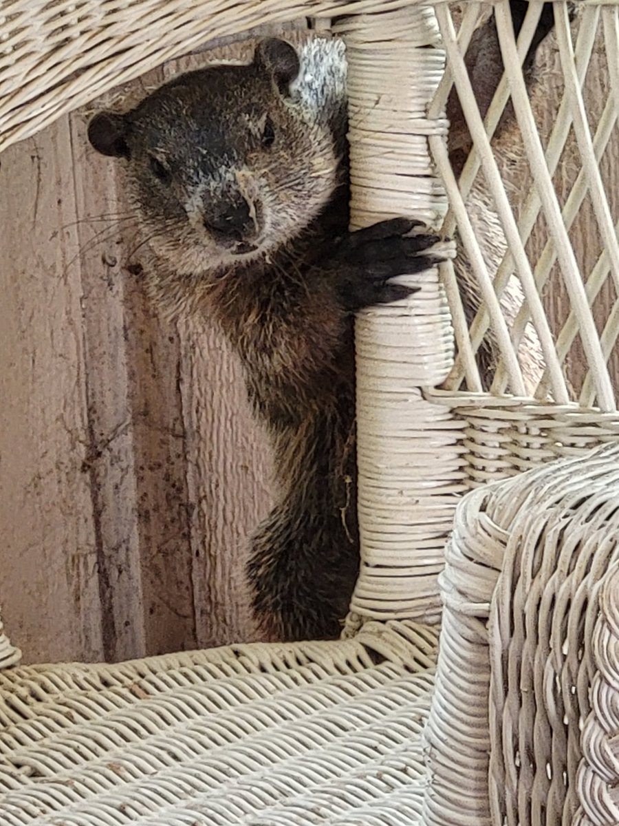 moronicmark's tweet photo. Groundhog is enjoying my sunroom and cat condo. I don't own a ground hog. https://t.co/ALK218wzWK