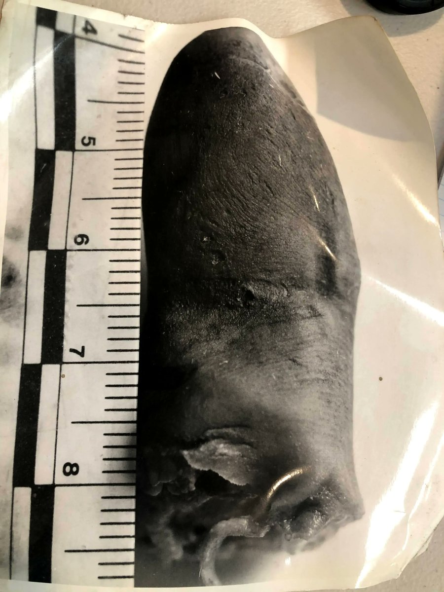 Forensic187's tweet photo. 👣 Latent print processing is a science and an art. We find, photograph, process, and lift prints with the utmost care. Every print is a piece of a puzzle, and we've got the patience to put it together. #ForensicsArt #LatentPrintProcessing #CSI #forensicstudent #fingerprint https://t.co/4gAoHRIu94