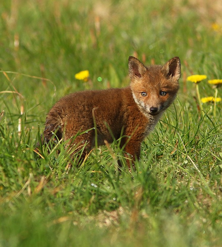 Slightly c*te . . . ? Perhaps . . . #FoxOfTheDay from @marcheathym007 on Twitter
