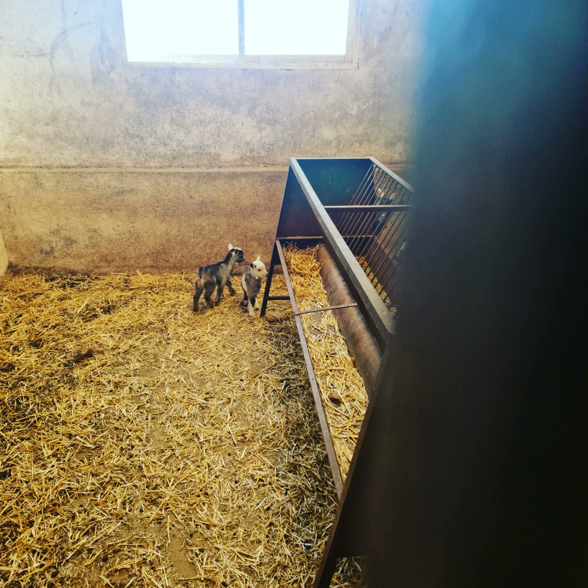 gainza_e's tweet photo. Ayer, uno de nuestros equipos estuvo en esta explotación ganadera de Valdetorres del Jarama. Gracias al proyectado de poliuretano en los techos, las cabezas de ganado dormirán secas y menos expuestas a las temperaturas extremas. #poliuretanoproyectado #aislamiento #espuma https://t.co/6rEwvQvE4x