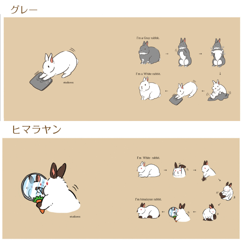 minnecom's tweet photo. 變身兔子的馬克杯
描繪了從白兔變身為荷蘭兔、喜瑪拉雅兔等的過程🐰