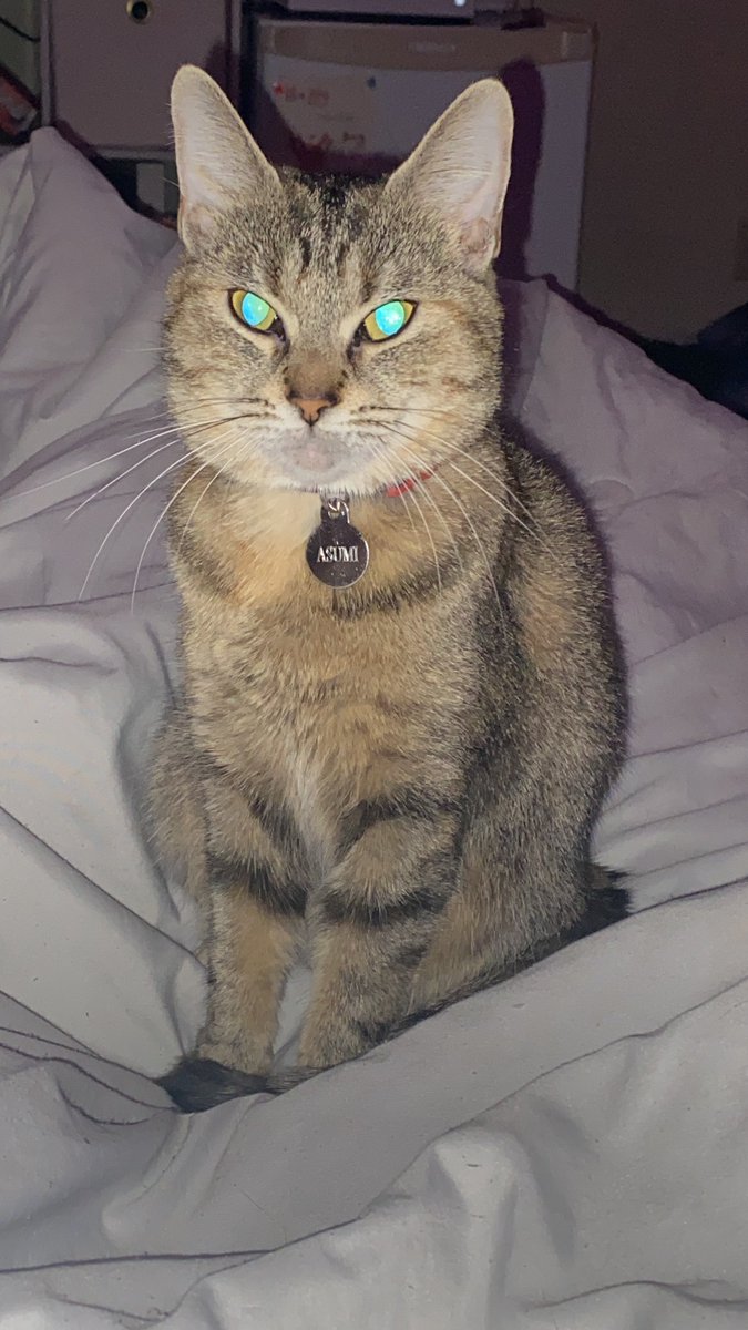 JixtsKae's tweet photo. My kitty Asumi says hi everyone we both miss hiyyih 😭 https://t.co/xQfZ0S1Q05