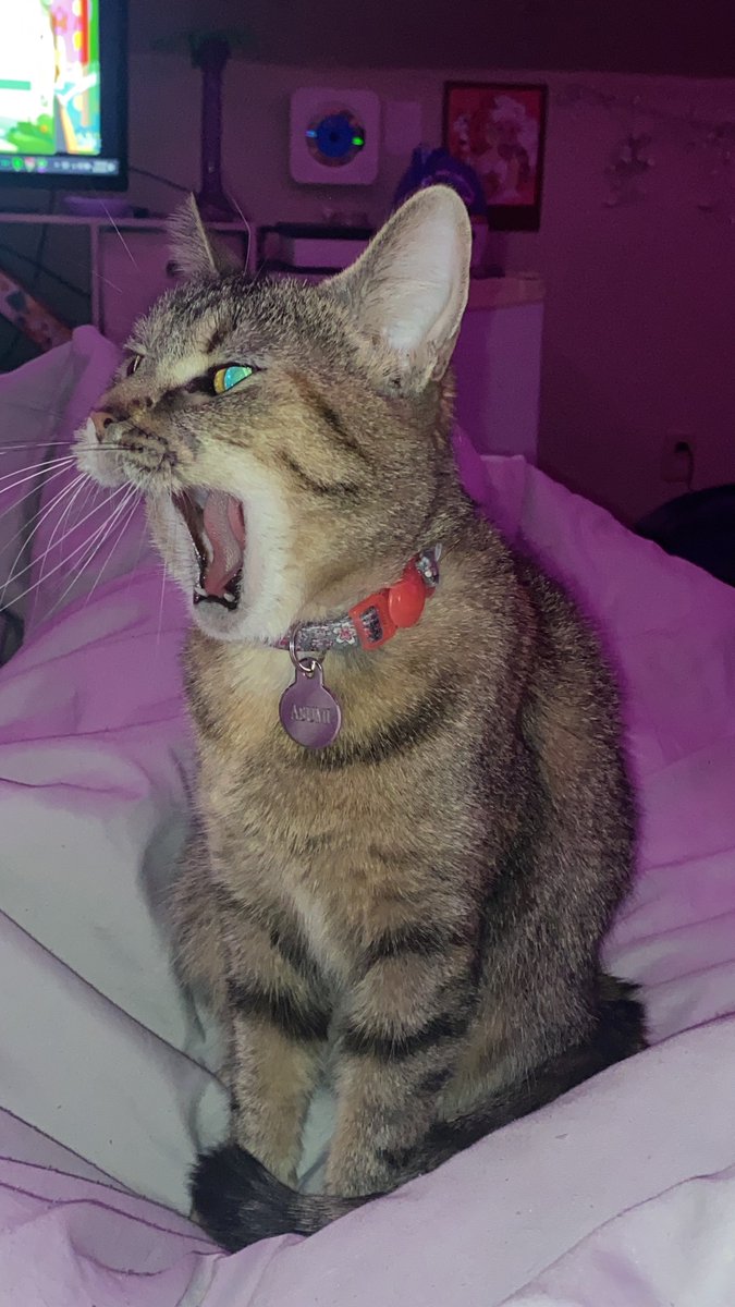 JixtsKae's tweet photo. My kitty Asumi says hi everyone we both miss hiyyih 😭 https://t.co/xQfZ0S1Q05