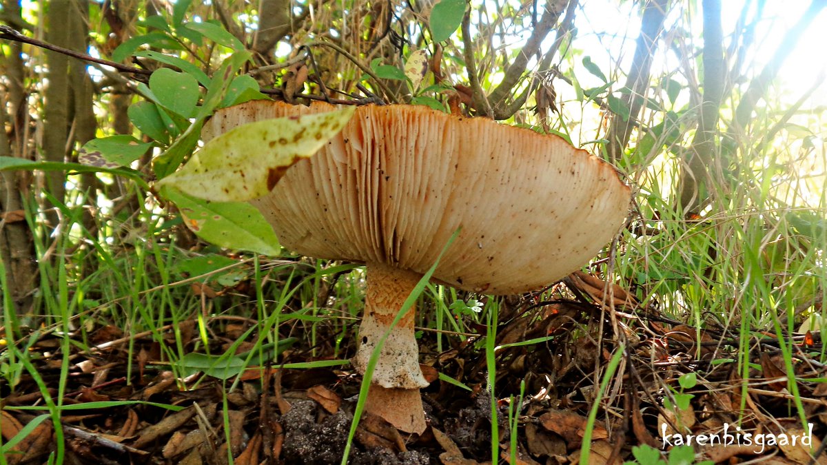 KarenBisgaard1's tweet photo. https://t.co/GZ2O4kOrTl
#mushroom #slats #summer2023 https://t.co/Kkm9Q9tUVe
