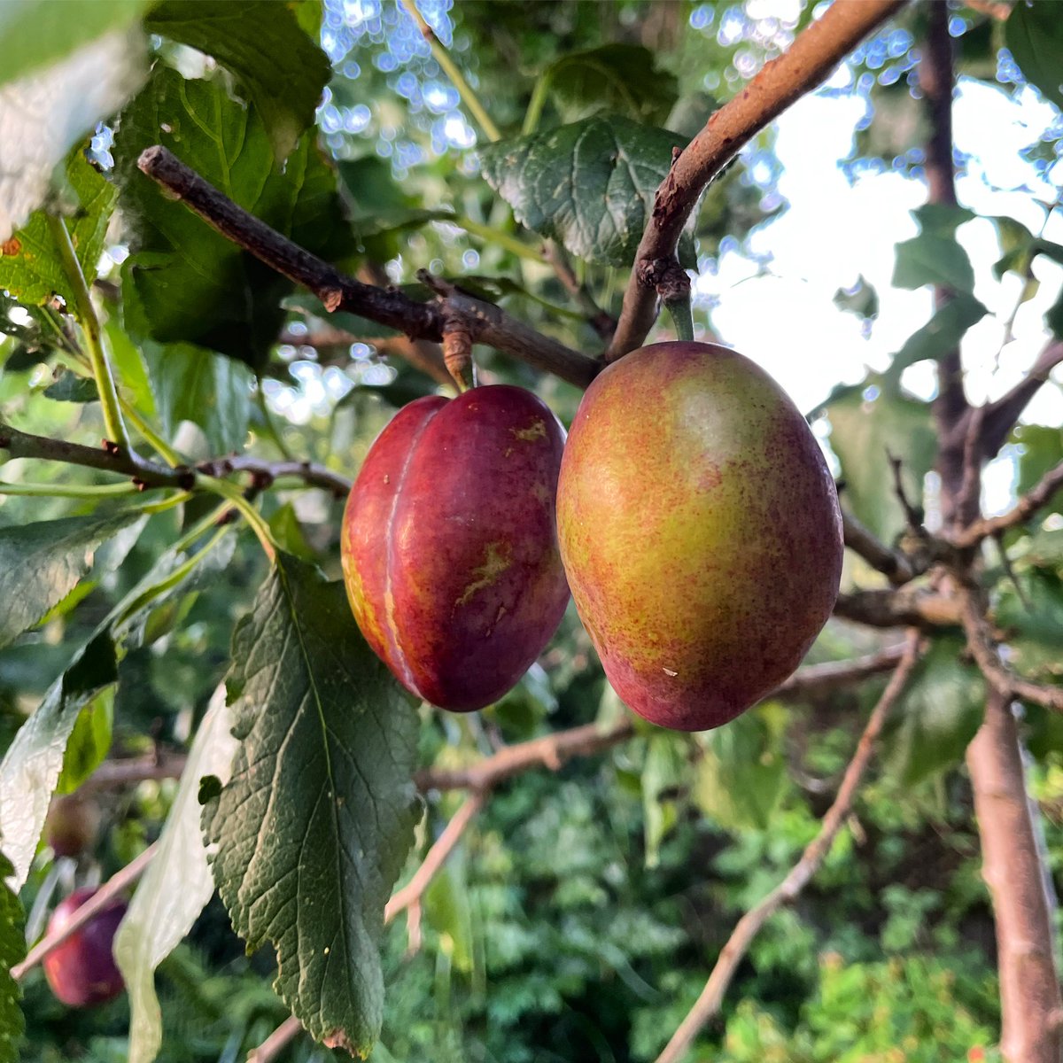 Stifyn1's tweet photo. Now then #ffrwythlon #nowthen #fruittrees #garden #naturephotography #summer #friday #august https://t.co/HfiT9x6CUB