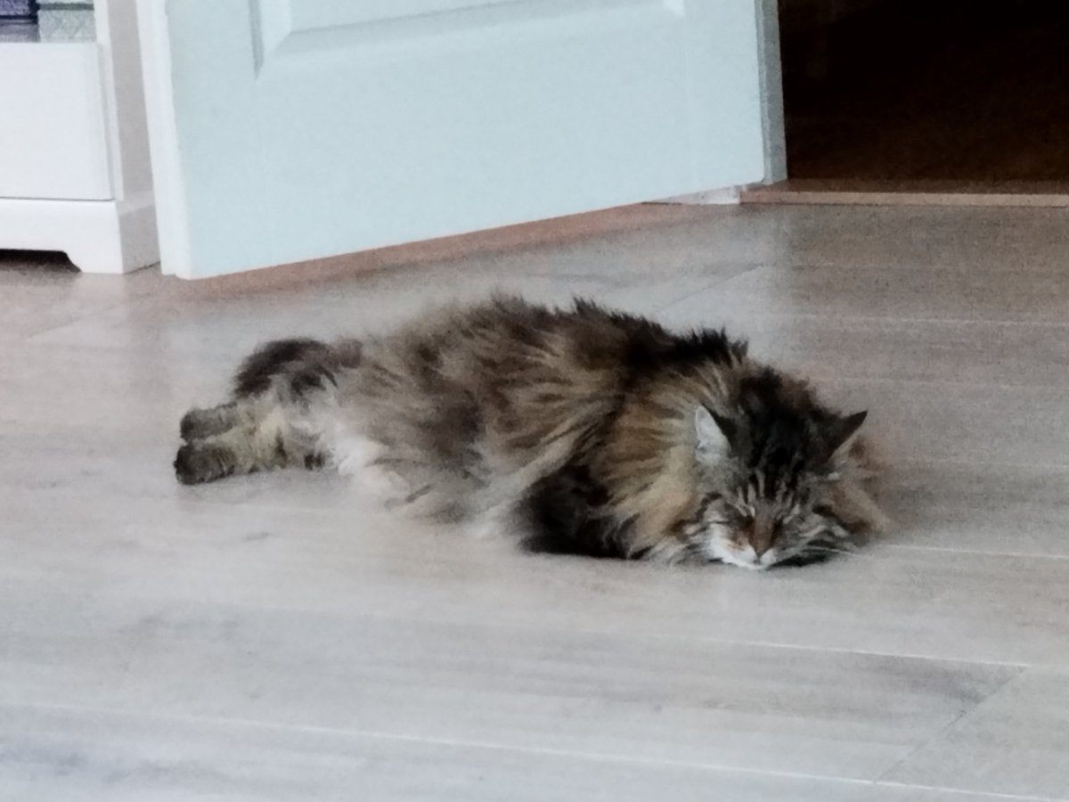 My housemate has such a challenging life... 🐈‍⬛ #cat #katt #skogkatt