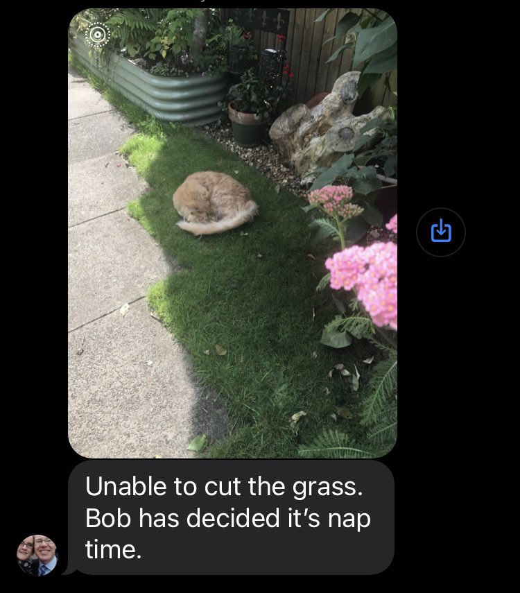 BobTheCat tweet media