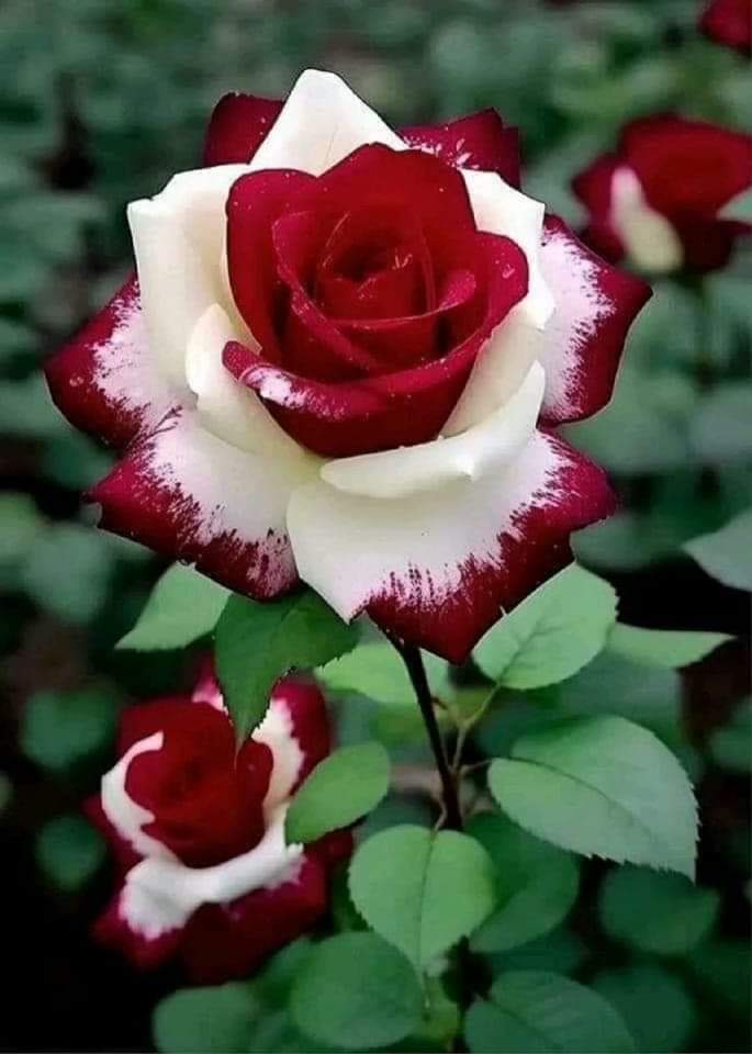 Marina31297272's tweet photo. Buongiorno e buon fine settimana un augurio di una splendida giornata di cose belle e piacevoli....come al solito io sarò qui a riposo a farmi fare compagnia dai vostri pensieri per me....un grande bacio ❤️ https://t.co/kloJWzi8vo
