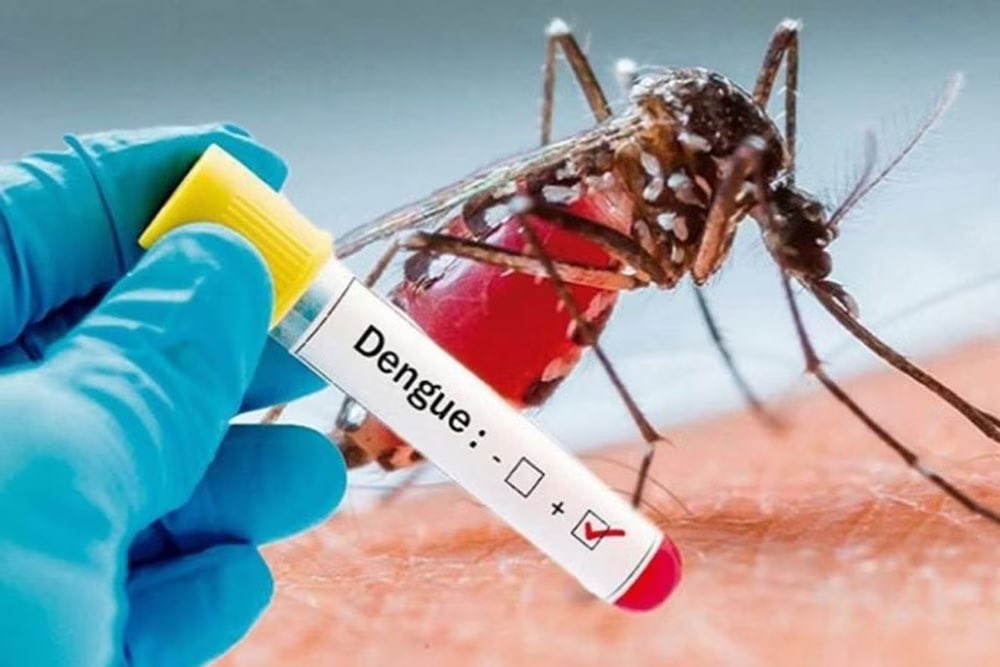 danielpnovak's tweet photo. How to solve the #dengue problem in #Bangladesh🇧🇩?

By introducing #Wolbachia bacteria in the mosquitoes dengue transmission is prevented

A successful method recommended by @WBG_Health and supported by @WHO

Check out how it works👇

https://t.co/wKDYcpBMZx. https://t.co/kFelv4HkBz