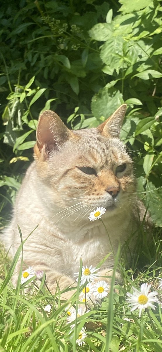 Dylwillll's tweet photo. @minimadclaire Have a lovely weekend Louie from Kai 😻 🌞 https://t.co/yfxABG0qdl