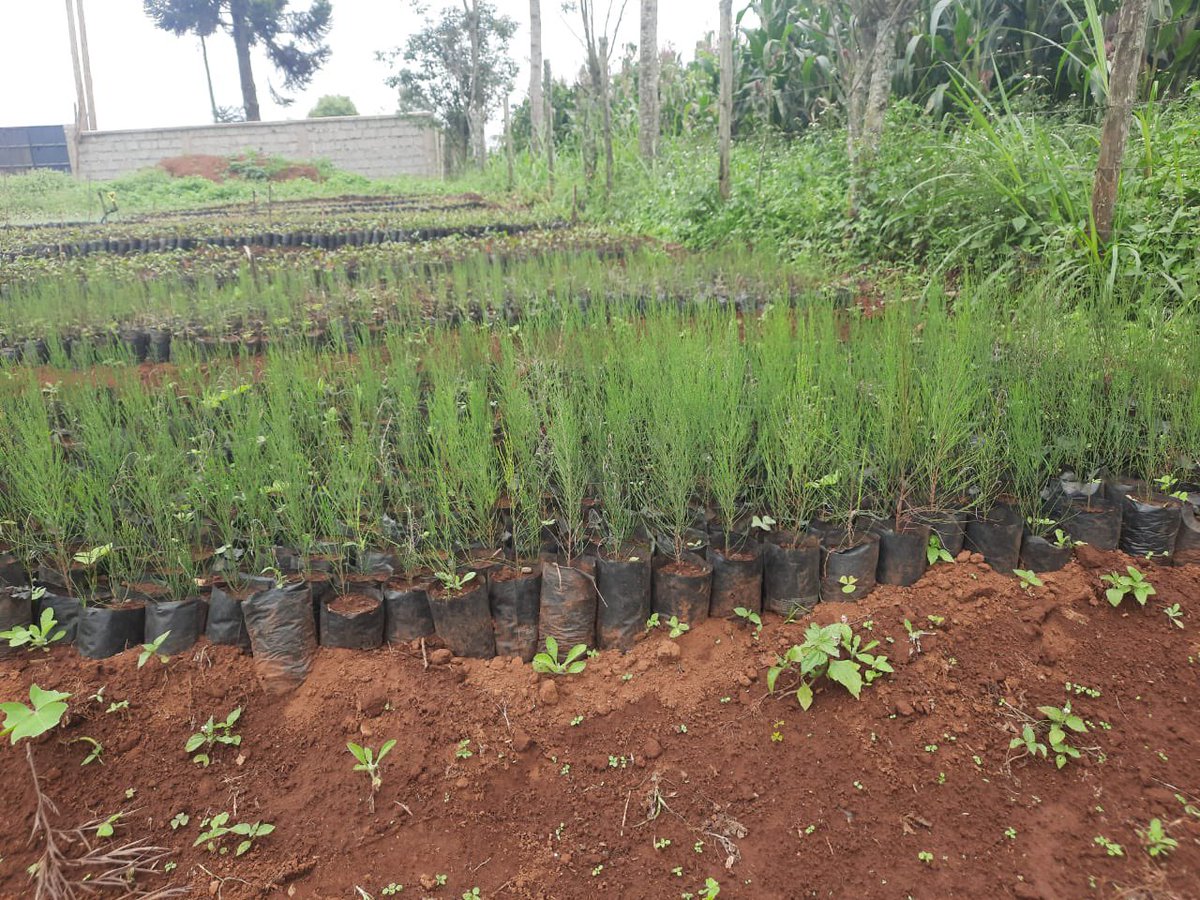 HomeToLife1's tweet image. Climate action begins with me and you 

#ClimateActionNow