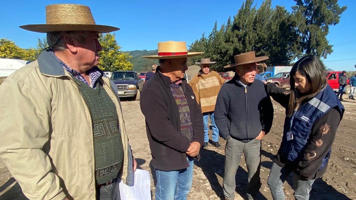 MinagriMaule's tweet photo. ✅Este jueves en la zona costera de Curicó, en #Hualañé con su alcaldesa Carolina Muñoz y Seremi @MinagriMaule se entregaron 602 sacos de cubos de alfalfa para alimentación animal de 641 cabezas de ganado, beneficiando a 49 agricultores NO INDAP 👩🏻‍🌾Inversión de  $6.855.576 https://t.co/yePaoTKWMW