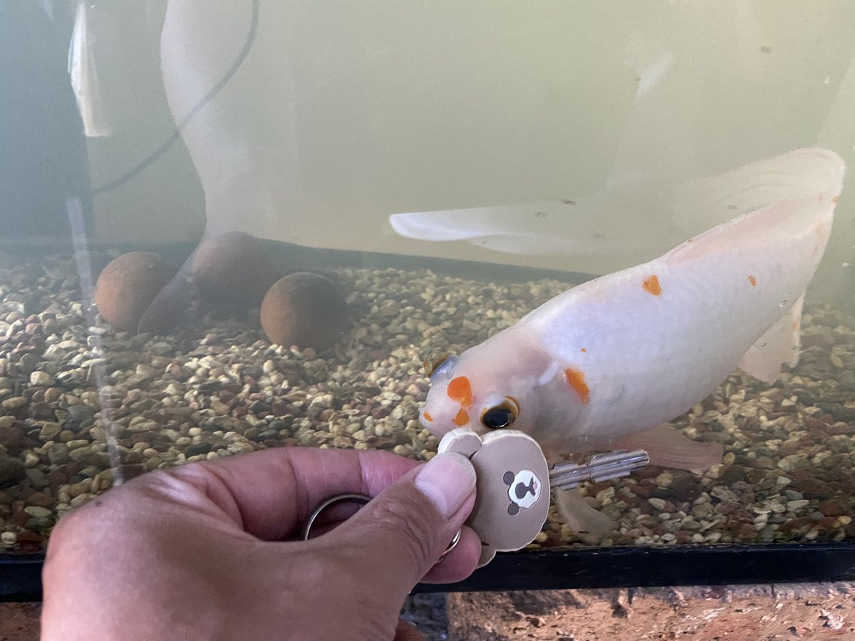gogo3chan's tweet photo. 今日、我が家の金魚が旅立ちました😇
12年間癒してくれてありがとう🥹
にしても大きくなった😅尾びれ入れると25cm超え
比較用に部屋の鍵と撮った写真📸
鯉ぢゃ無いよ🥹 https://t.co/EmAKoksaPX