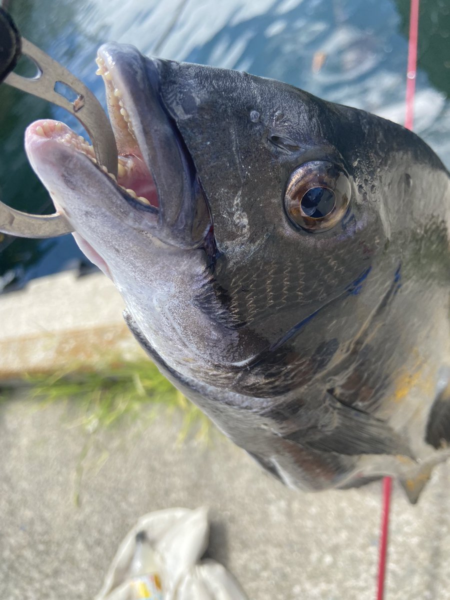 gotofishingNS's tweet photo. 大学でやるBBQ用のチヌ確保 https://t.co/tx2XfURvsx