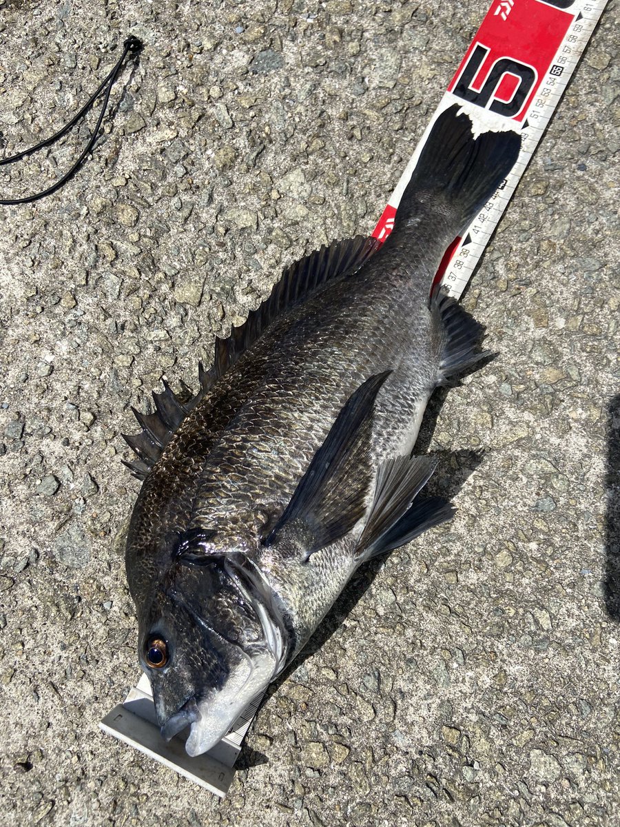 gotofishingNS's tweet photo. 大学でやるBBQ用のチヌ確保 https://t.co/tx2XfURvsx