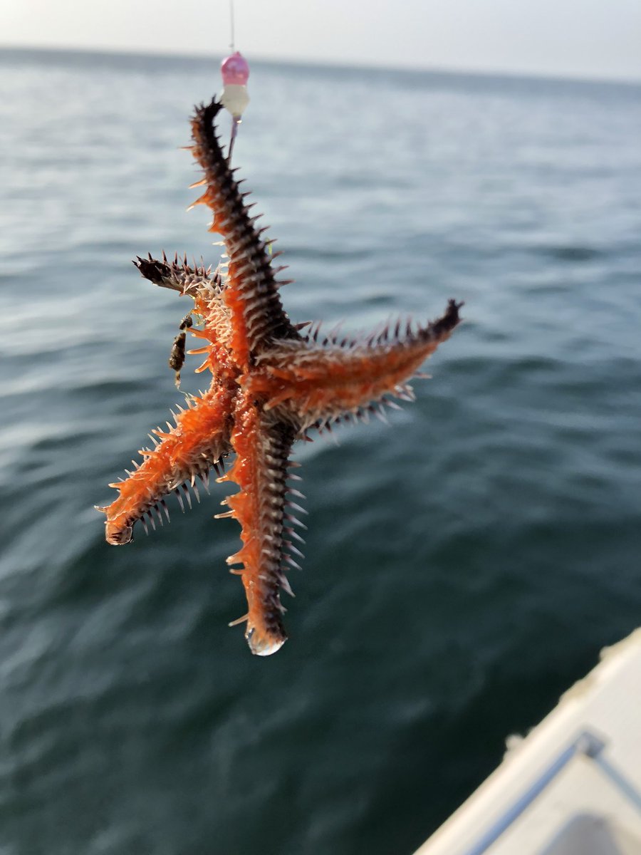 さかな釣り
ヒトデが釣れる
こともある

#boatfishing