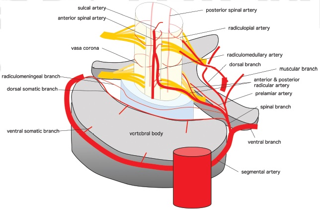 Taka_Tamaso's tweet photo. Figures from my review article 
Basic #arterial #venous structure of the spinal cord and spine.
"Functional Vascular Anatomy and Arteriovenous Shunts of the Spine" 
https://t.co/pD1HG0laRa… 
#NNAC #FANconference #Neuroangiology #spine #arteriovenous #shunt https://t.co/dduZcknWdL