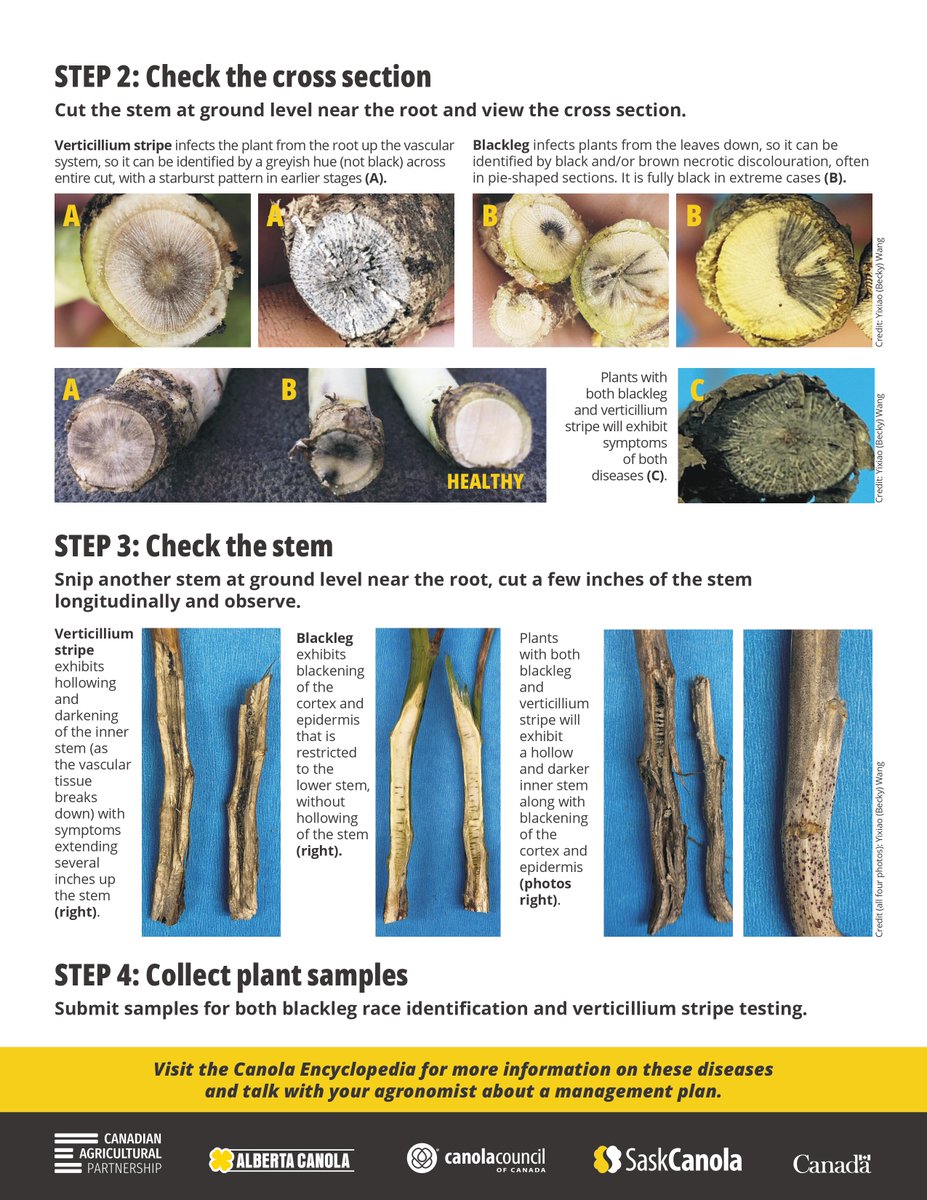 ManitobaCanola's tweet photo. Is it verticillium stripe or blackleg? Blackleg &amp; verticillium stripe can both cause stunting, leaf chlorosis, lodging, dieback &amp; premature ripening symptoms. Use this guide to differentiate between these diseases when scouting your #canola crops #MbAg 
➡️https://t.co/pNLeYJisfs https://t.co/5ch9i4aKyg
