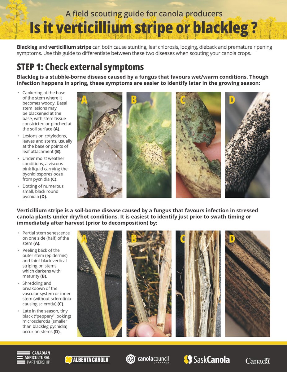 ManitobaCanola's tweet photo. Is it verticillium stripe or blackleg? Blackleg &amp; verticillium stripe can both cause stunting, leaf chlorosis, lodging, dieback &amp; premature ripening symptoms. Use this guide to differentiate between these diseases when scouting your #canola crops #MbAg 
➡️https://t.co/pNLeYJisfs https://t.co/5ch9i4aKyg