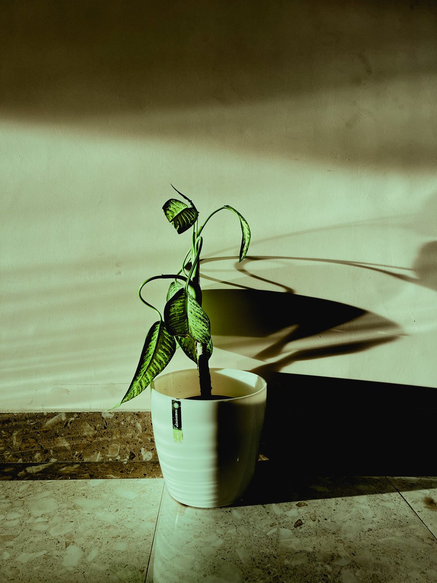 camera__wala's tweet photo. Good Morning 

#goodmoring #flower #light #Shadow https://t.co/SO6cH69oKv