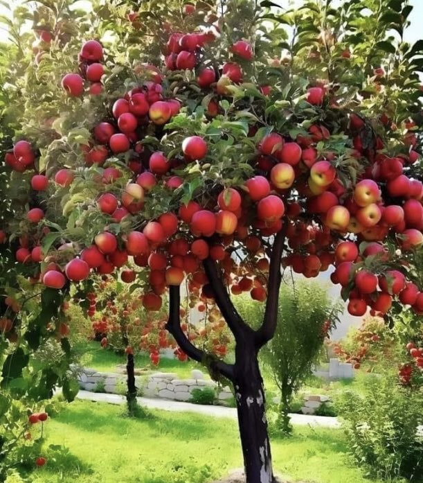 Adopt eating this fruit it’s so healthy