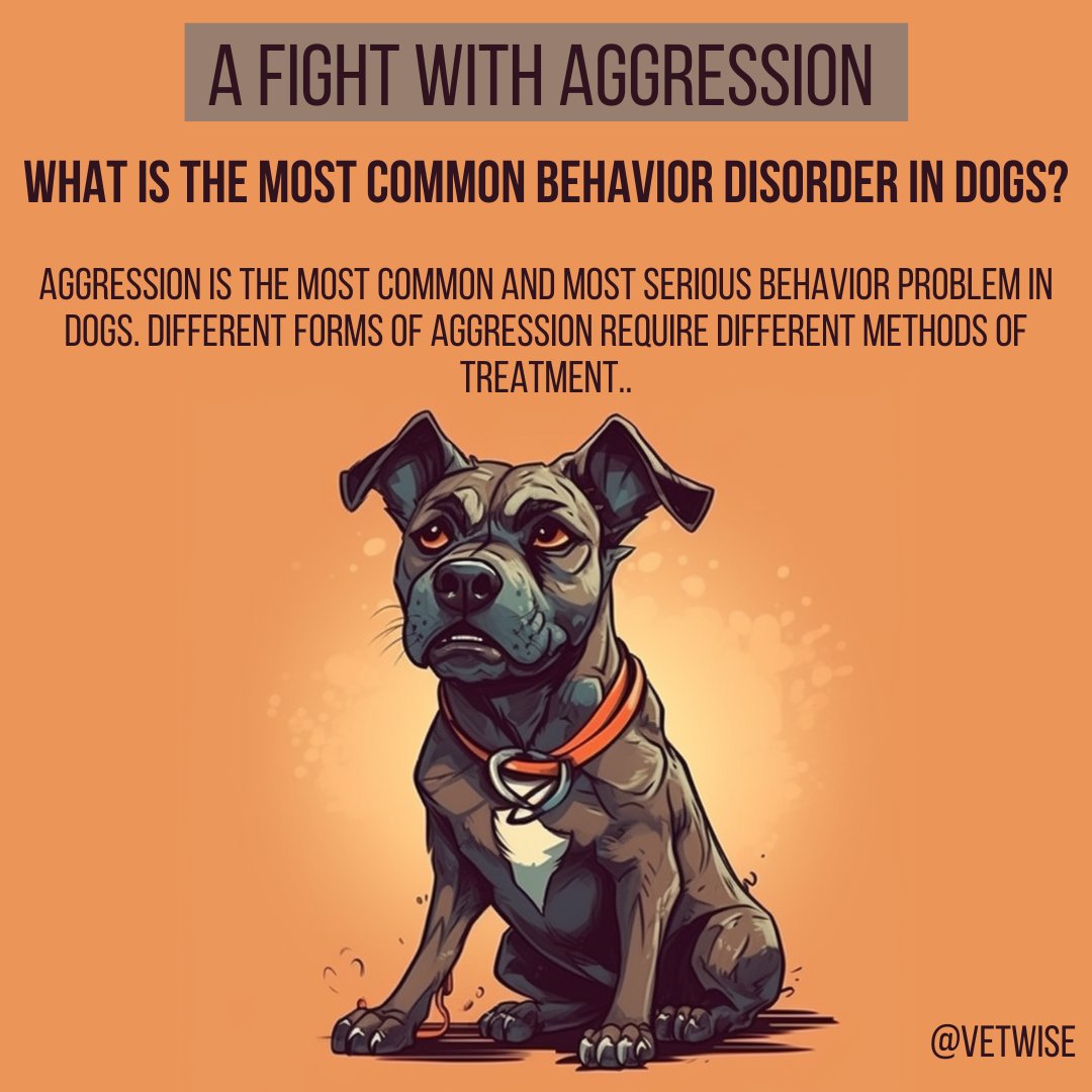 A fight with aggression

What is the most common behavior disorder in dogs?

Aggression is the most common and most serious behavior problem in dogs. Different forms of aggression require different methods of treatment..

#fight #aggression #dogs #animals #veterinary #behavior