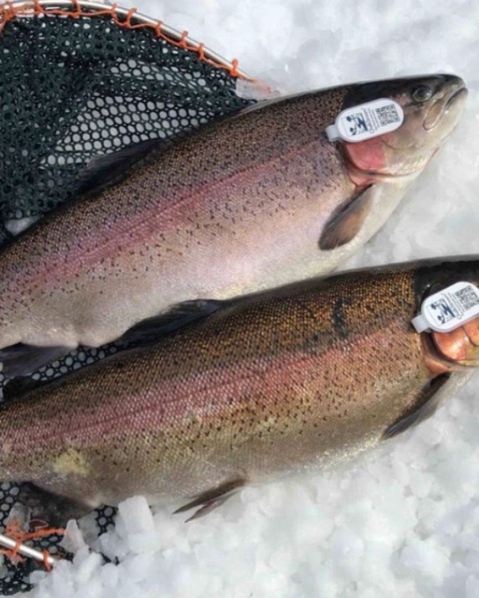 Tony Wilson tweet media