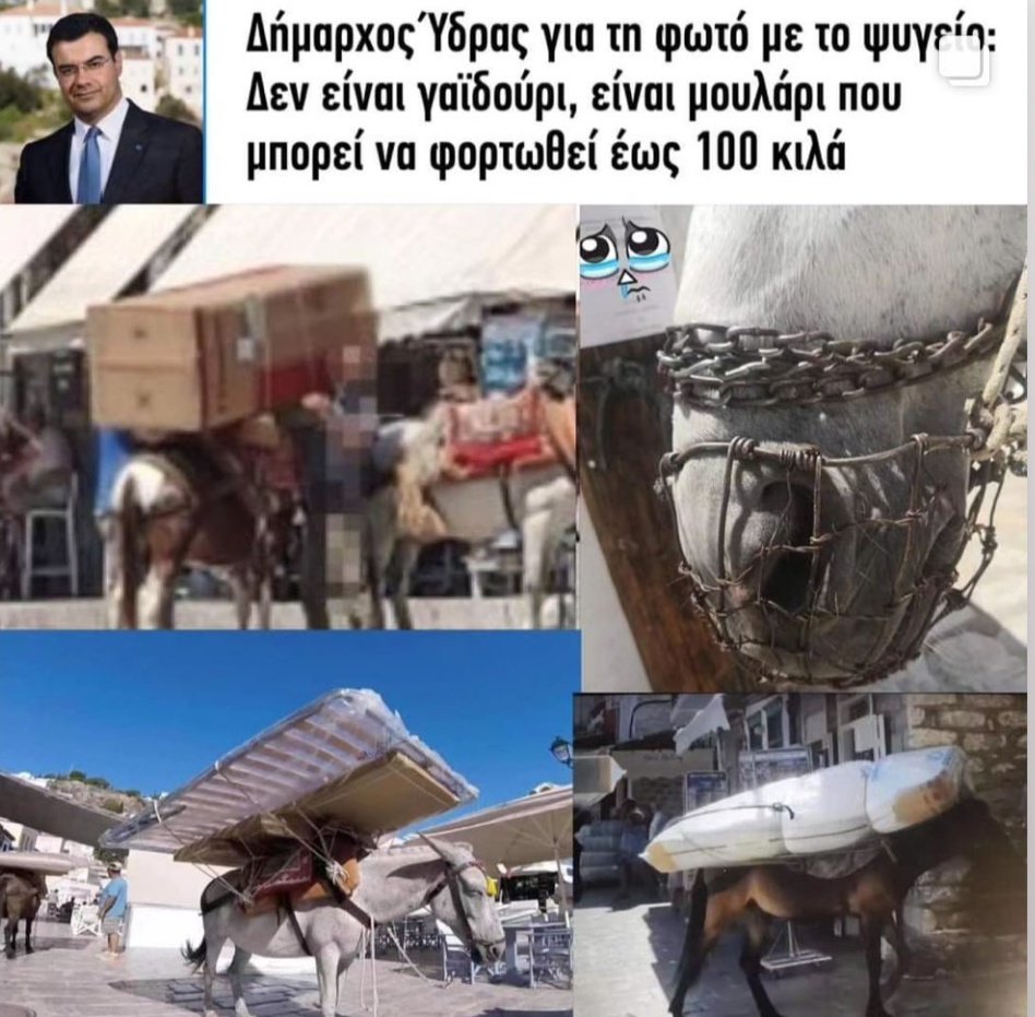 SnailDg's tweet photo. Να μας πει ο Δήμαρχος Ύδρας πόσα κιλά μπορεί να κουβαλήσει αυτός στην πλάτη.
ΚΑΜΙΑ ΥΠΑΡΞΗ ΣΤΟΝ ΚΟΣΜΟ ΔΕΝ ΓΕΝΝΙΕΤΑΙ ΓΙΑ ΝΑ ΣΚΛΑΒΩΝΕΤΑΙ ΚΑΙ ΝΑ ΕΞΑΘΛΙΩΝΕΤΑΙ
#Υδρα #γαϊδουράκια #Vegan #AnimalAbuse #specism #AnimalCruelty https://t.co/CEPD9F6XOL