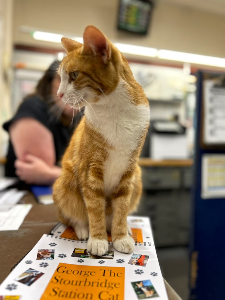 George The Stourbridge Junction Station Cat tweet media