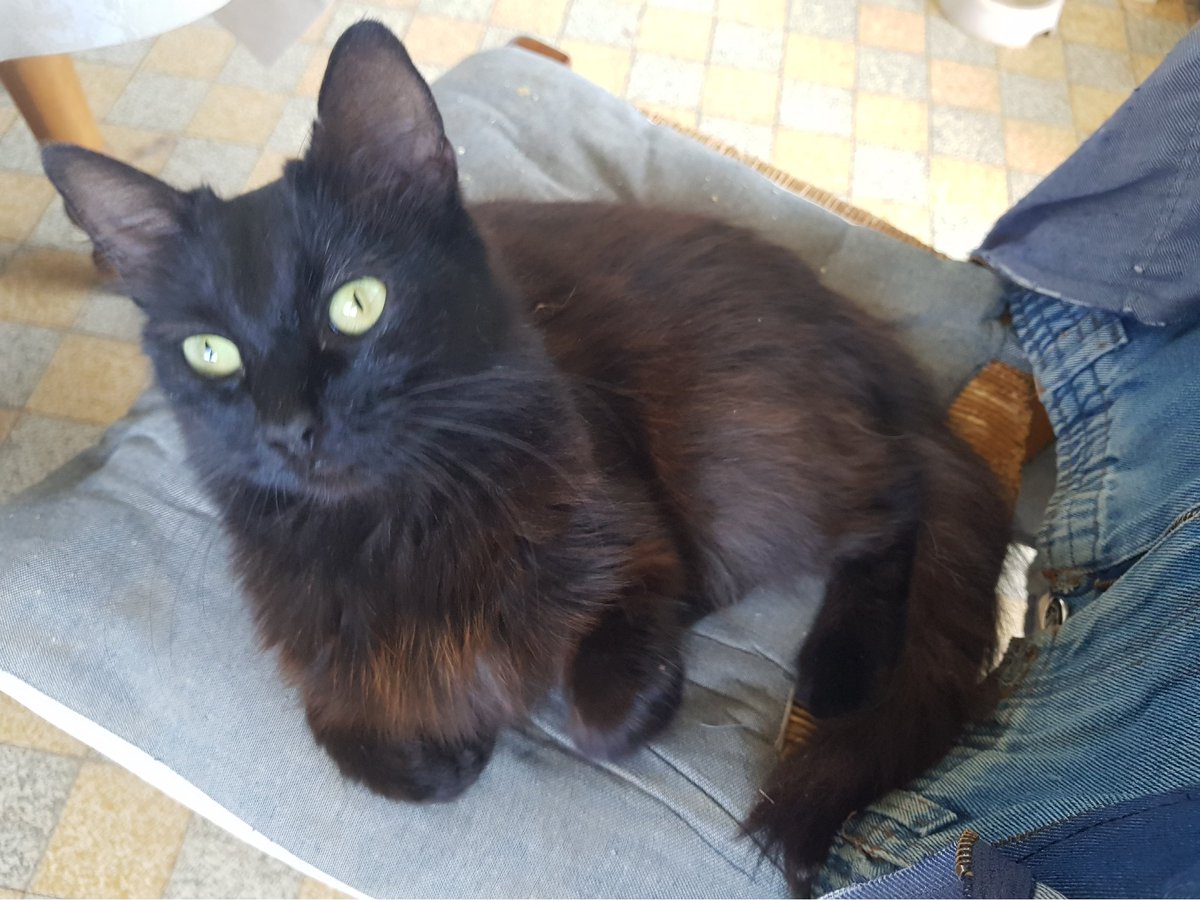 Solstice_DT's tweet photo. @ValoniaFeline Mon talent de photographe est malheureusement très limité, mes chats sont plus beaux en vrai https://t.co/VO04cTj1Sb