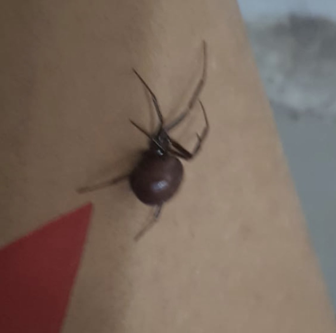 alevalgom161275's tweet photo. @Arachno_Cosas encontré varias arañas en el jardín, tengo miedo por mis hijos y las mascotas. ¿Me podría informar si son peligrosas y que puedo hacer para desaparecerlas? ¡Gracias! https://t.co/4T41keIRHN
