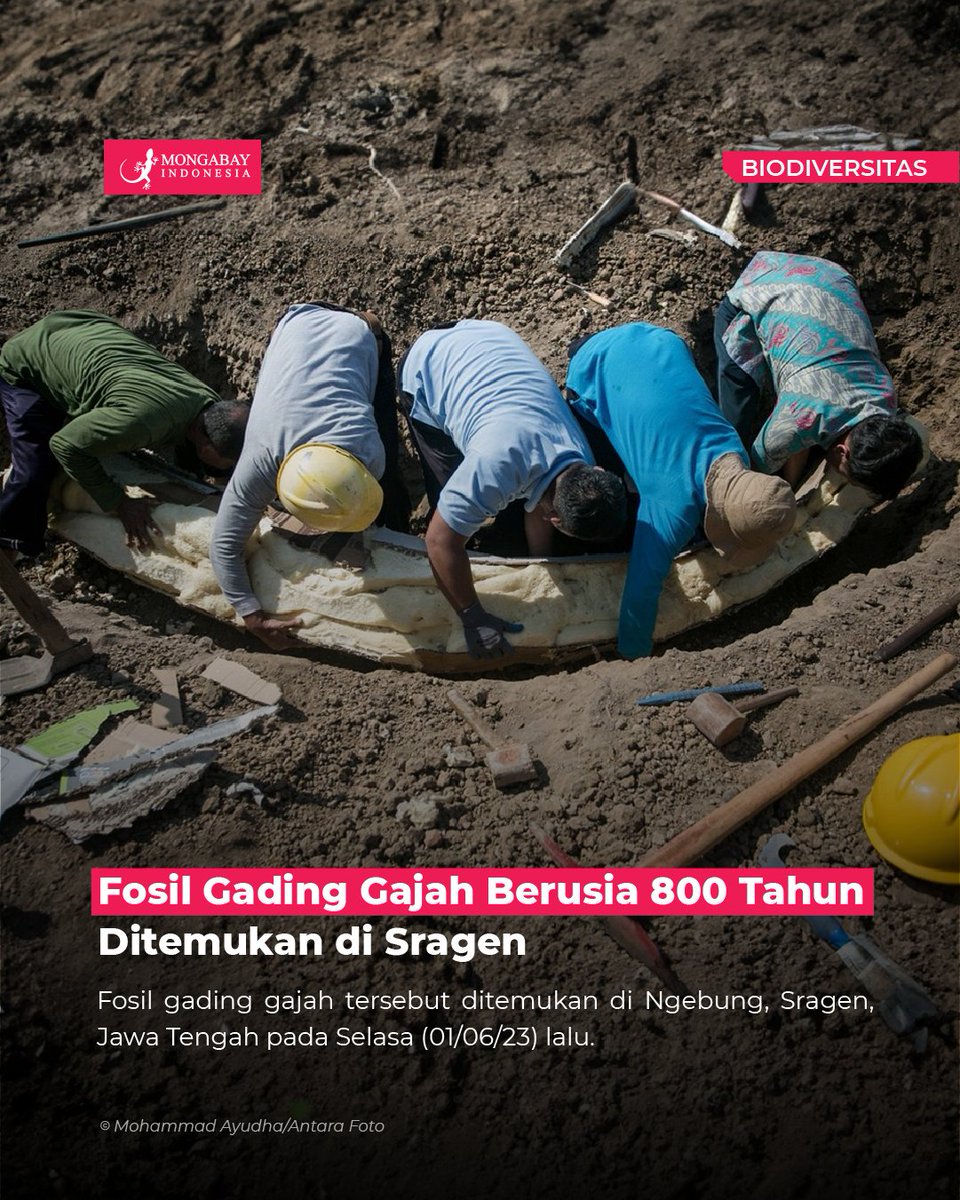 Fosil gading gajah yang ditemukan di Ngebung, Sragen, Jawa Tengah, diperkirakan berusia 800 ribu tahun. Penemuan ini menjadi sebuah penemuan arkeologi yang sangat menarik bagi para ilmuwan dan peneliti. Berdasarkan analisis awal, fosil ini diduga dari jenis stegodon dan elephas.