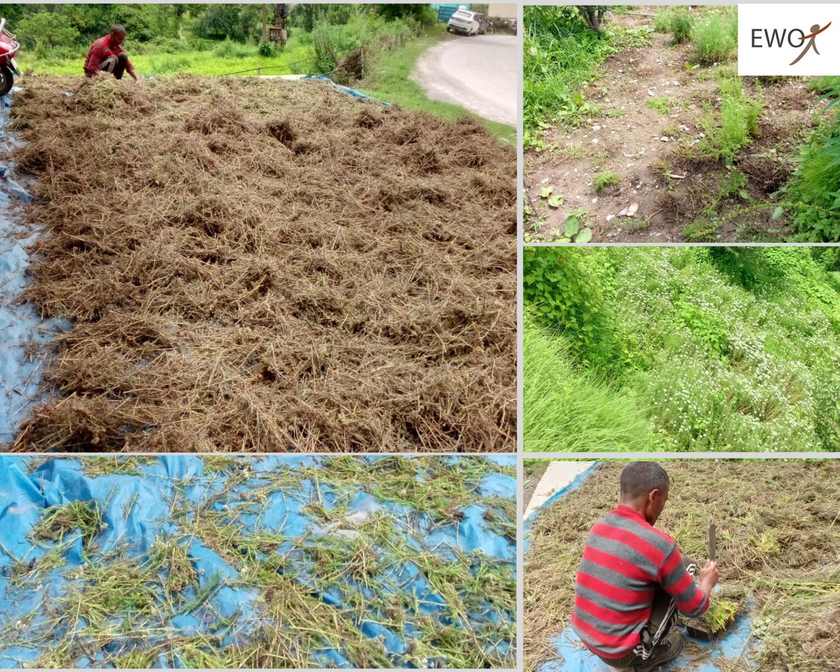 EWOK_MANDI's tweet photo. #mandi and #kullumanali of #himachalpradesh have been tough !
Here's  a scene that finally brings a smile - to see our resilient cultivators  'making hay while the sunshines'! With the changing climate, cultivators  are increasingly challenged to adapt their practices. https://t.co/ybRBr08zKj