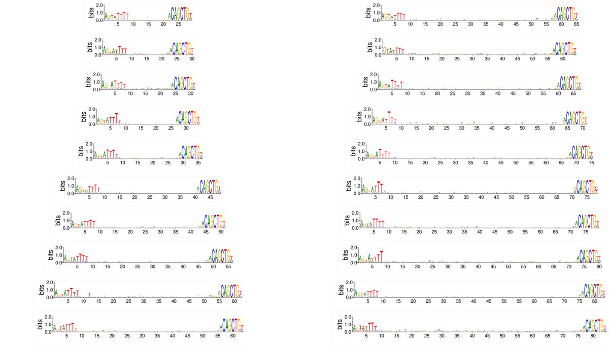 guixien's tweet photo. @jmschreiber91 I think so. It can capture the gapped motifs, eg. MYOD1 co-occurs with MEF2A that characterized by a large number of spacers. This image is a result from https://t.co/8sEybjhp6K. Usually, there are lots of patterns like this in a typical ChIP-Seq dataset. https://t.co/yxtxdfDwX9