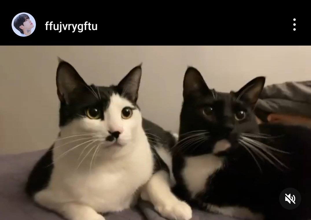 mileaposgf's tweet photo. okay então, quadro do junseong, gato do seongho, gato do seongho com o quadro do junseong... ELES TÃO MORANDO JUNTOS

#HisMan2 https://t.co/nkJ6Q3mDsu