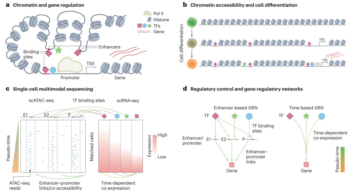 Costa Lab - @costalab.bsky.social (@vanvanka123) on Twitter photo A short take on how computational approaches leverage multimodal single cell (RNA+ATAC) for inference of regulatory networks and a brief review of recent ground-breaking work by Dictys, SCENIC+ and MIRA by <a href="/lucapinello/">Luca Pinello</a> @steinaerts <a href="/CistromeDB/">Cistrome Data Browser</a> et al. rdcu.be/disS3 A short take on how computational approaches leverage multimodal single cell (RNA+ATAC) for inference of regulatory networks and a brief review of recent ground-breaking work by Dictys, SCENIC+ and MIRA by <a href="/lucapinello/">Luca Pinello</a> @steinaerts <a href="/CistromeDB/">Cistrome Data Browser</a> et al. rdcu.be/disS3