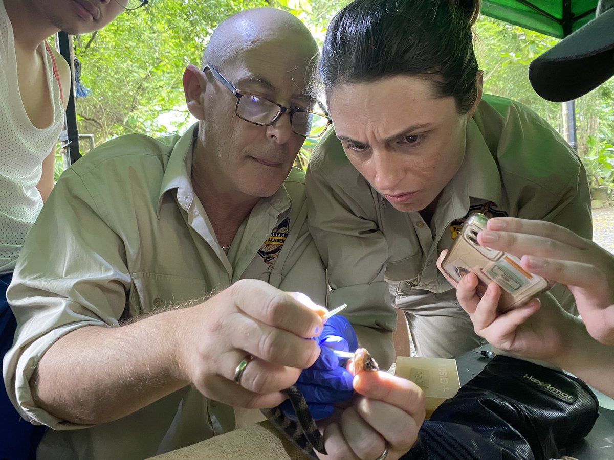 CNZdenek's tweet photo. Very excited to share that we successfully collected the world’s first venom sample from the world’s only freshwater sea snake! The Lake Taal Sea Snake (Hydrophis semperi). My Masters student, Marlan, will study its venom @UST1611official here in the Philippines. https://t.co/N8EdQBT9US