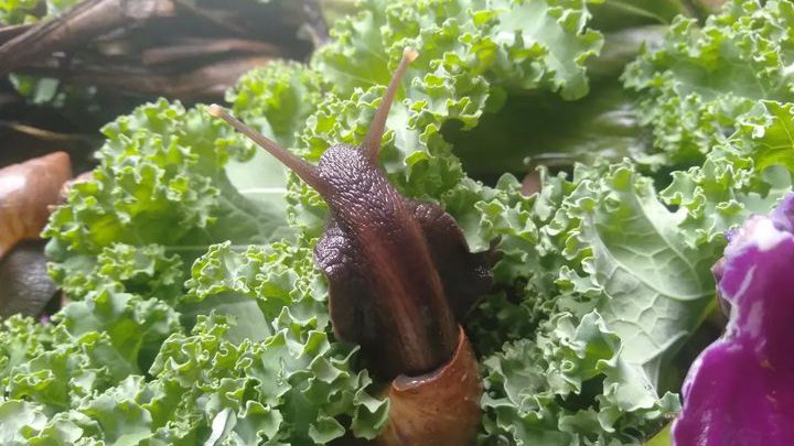 Have you ever thought about Snail farming? what are the do's and don't?
How is the market?