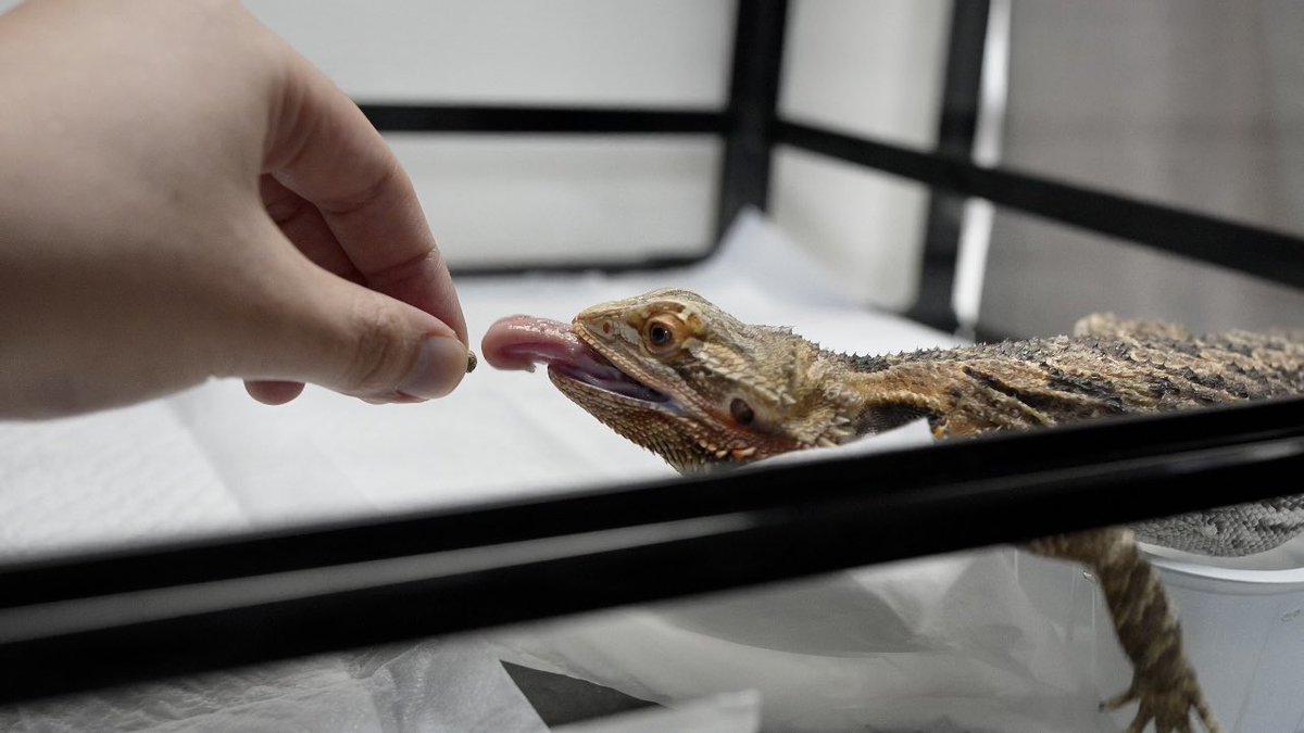 食われる🦎
#フトアゴヒゲトカゲ  #フトアゴ　#爬虫類