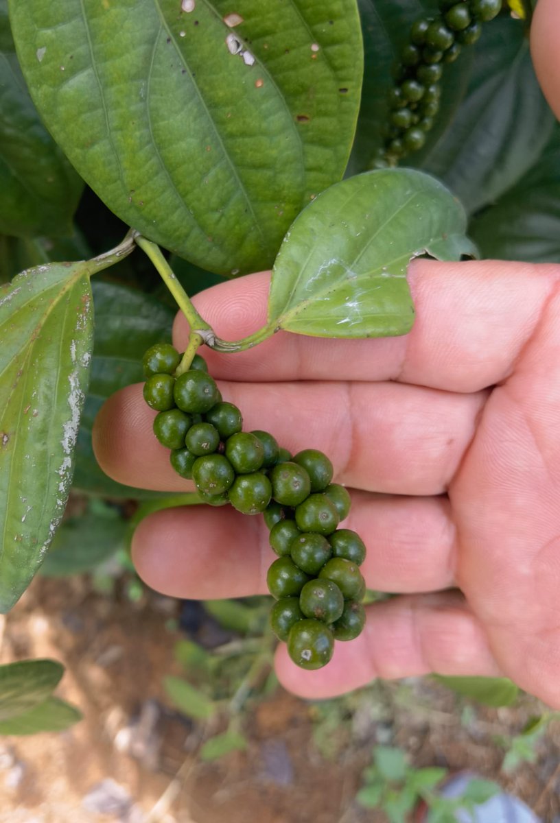 alacarta's tweet photo. Y un poco de pimienta de Sarawak, por supuesto #sarawakpepper https://t.co/lGnGsYVj9p