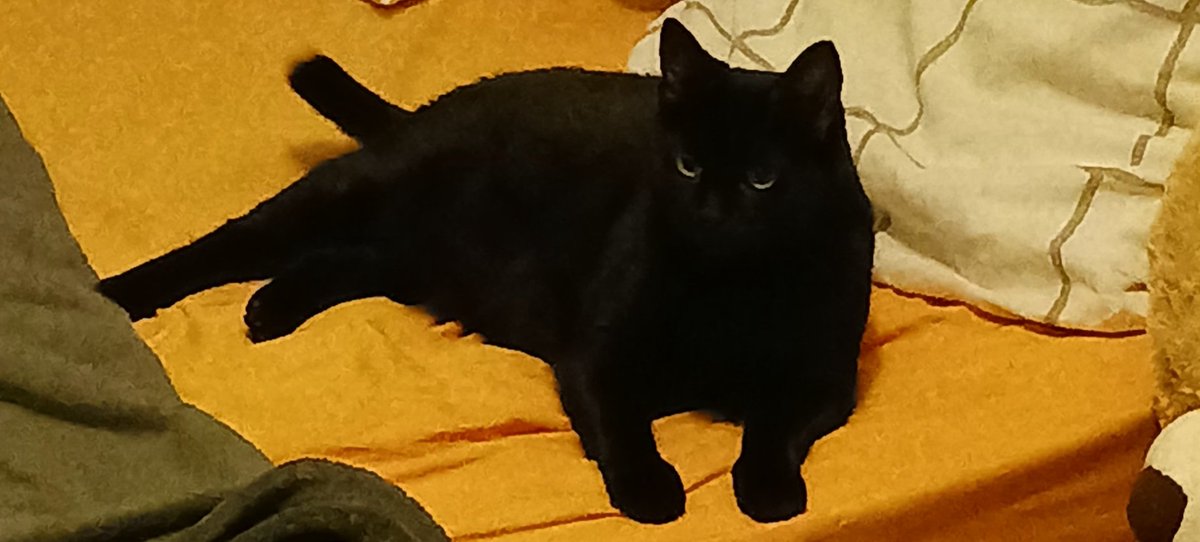 SoleLaSiDo's tweet photo. @ValoniaFeline Kiara (qui n'attendait que sa maman pour aller dormir hihi) https://t.co/d1AdW4o7fd