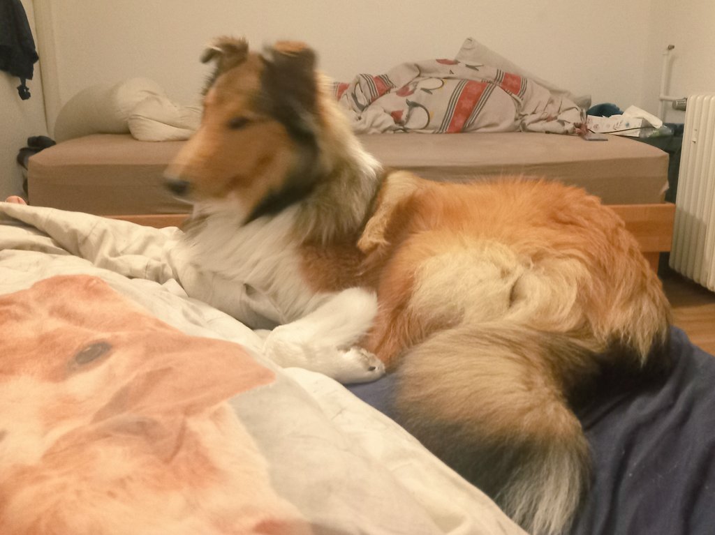 Sir Lucien Barkalot & Gavriel - The IT Collies tweet media