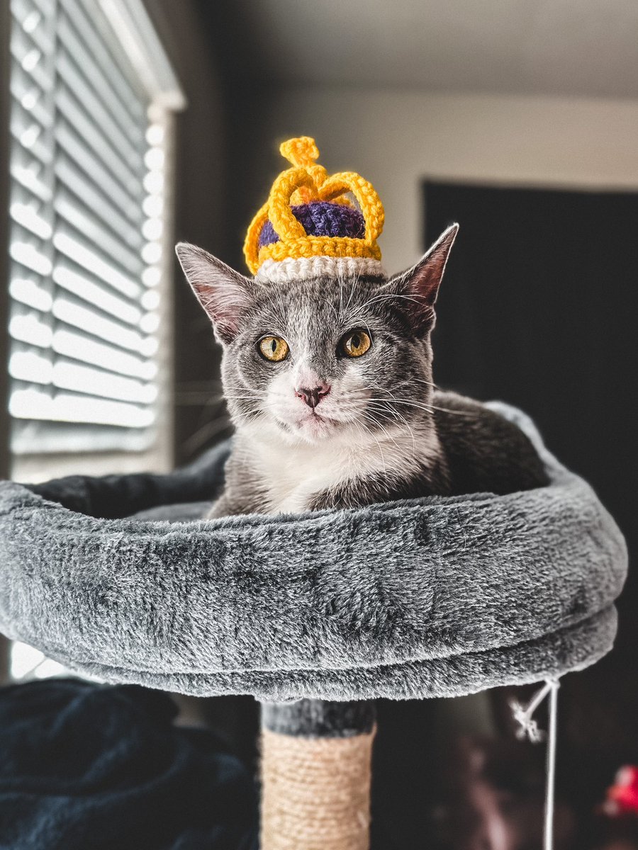 UnchartedUnit's tweet photo. Our King Of The House Lol #cat #CatsOfTwitter #King #iphone14promax #iPhone14Pro #kitty #photograghy https://t.co/5iGmaPd4Pg
