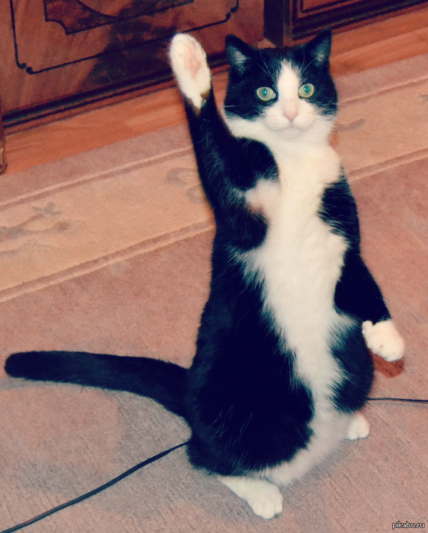 Odal Kater (@odalkater) on Twitter photo 