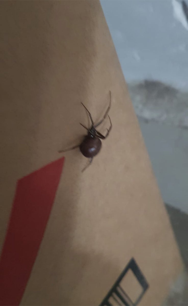 alevalgom161275's tweet photo. @Arachno_Cosas ¡Ayudaaa! ¿Qué tan peligrosa es esta araña? La encontré en el jardín y en una bodega, tengo niños, personas de la tercera edad y mascotas. ¿Qué puedo hacer para exterminarlas? https://t.co/6MQXBiBUmJ