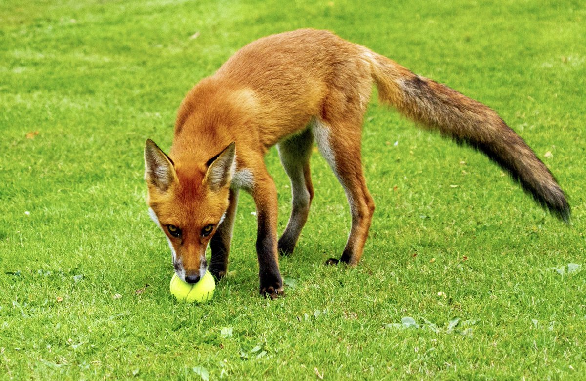 Got to play ball!! #FoxOfTheDay